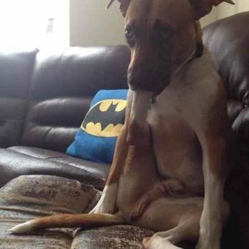 Fotos perros que hacen cosas raras image host