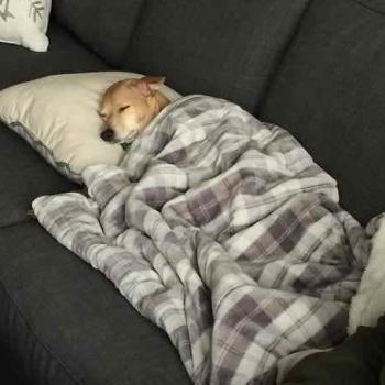 Fotos perros que hacen cosas raras image host