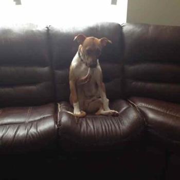 Fotos perros que hacen cosas raras image host