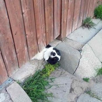 Fotos perros que hacen cosas raras image host