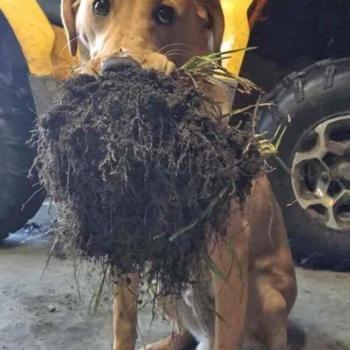 Fotos perros que hacen cosas raras image host