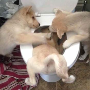 Fotos perros que hacen cosas raras image host