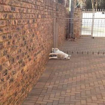 Fotos perros que hacen cosas raras image host