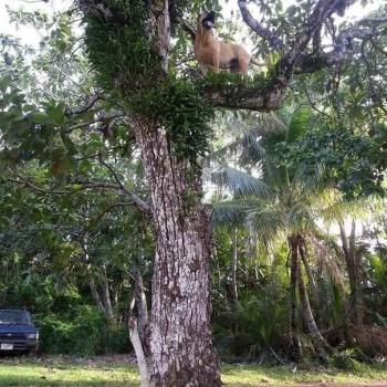 Fotos perros que hacen cosas raras image host