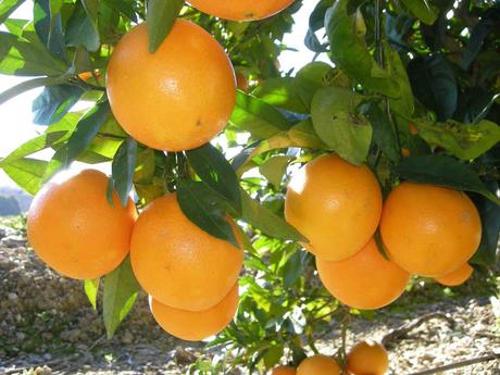 Naranjas: verdades y mitos sobre sus propiedades