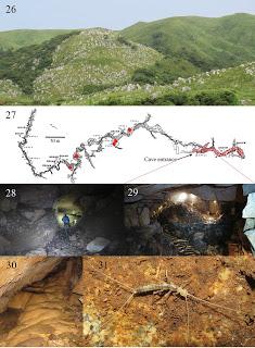 Nuevas especies descubiertas en cuevas de Japón