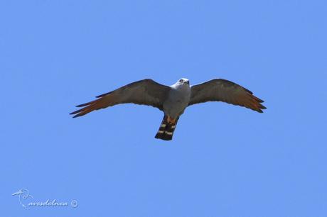 Milano plomizo (Plumbeous Kite) Ictinia plumbea