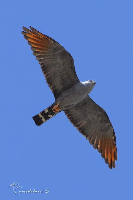 Milano plomizo (Plumbeous Kite) Ictinia plumbea