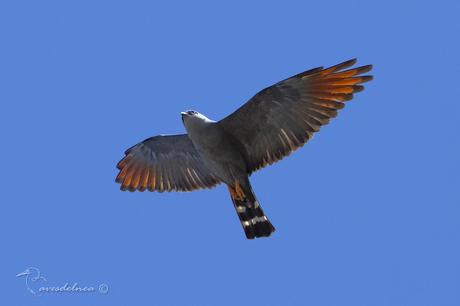 Milano plomizo (Plumbeous Kite) Ictinia plumbea