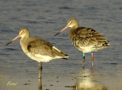 AGUJA COLINEGRA ISLANDESA