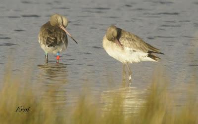 AGUJA COLINEGRA ISLANDESA