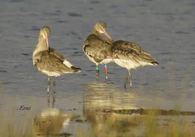 AGUJA COLINEGRA ISLANDESA