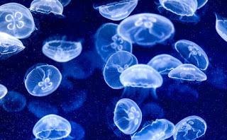 LA NOCHE DE LAS MEDUSAS