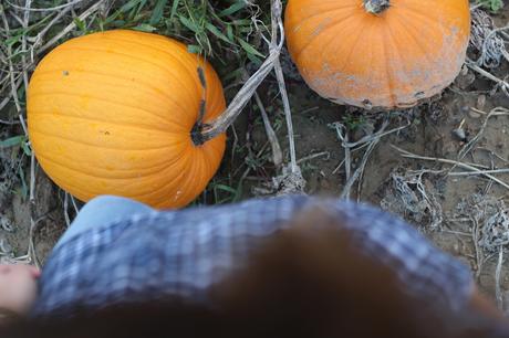 campo calabazas de Halloween Huesca - blog de moda - outfit campestre con botas hunter