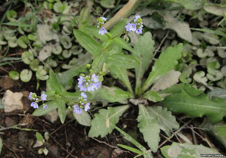 Nomeolvides de campo (Veronica anagallis-acquatica)