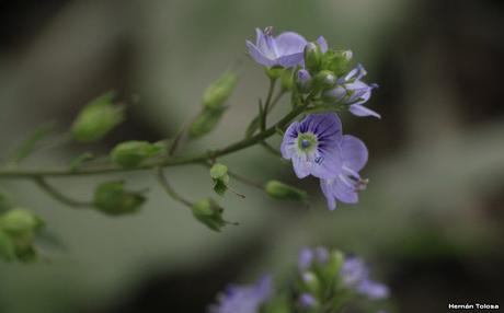 Nomeolvides de campo (Veronica anagallis-acquatica)