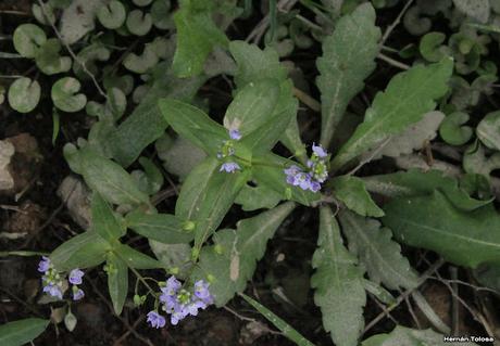Nomeolvides de campo (Veronica anagallis-acquatica)