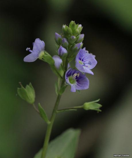 Nomeolvides de campo (Veronica anagallis-acquatica)