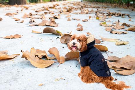 Cuidados para nuestro perro y/o gato ante el frío