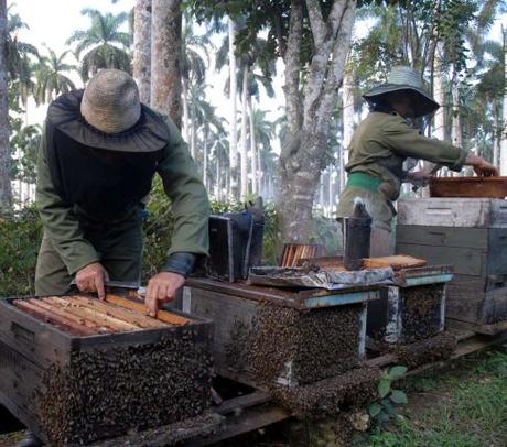Apicultores espirituanos enfrentan periodo óptimo en la producción de miel Apicultores espirituanos enfrentan periodo óptimo en la producción de miel