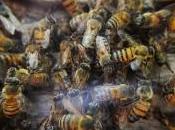 Fumigaciones Península afectan apicultura: ECOSUR
