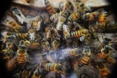 Fumigaciones en la Península afectan a la apicultura: ECOSUR