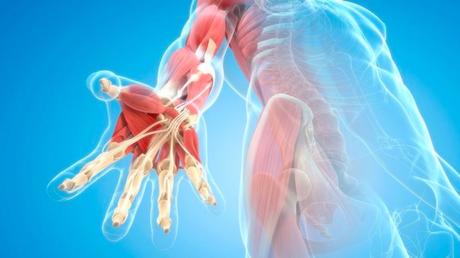 La artritis reumatoide afecta comúnmente las manos y las rodillas