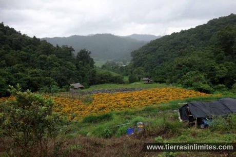 Doi Inthanon, tribus, arrozales y cascadas en el norte de Tailandia