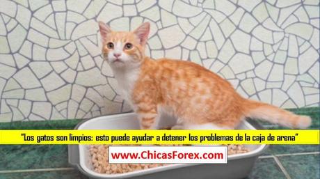 Los gatos son limpios: esto puede ayudar a detener los problemas de la caja de arena