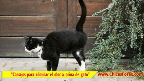 Consejos para eliminar el olor a orina de gato