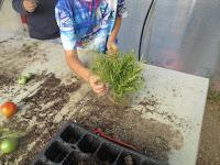 esquejes de romero en agua esquejes de romero en agua