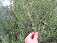 esqueje semileñoso de romero esqueje semileñoso de romero