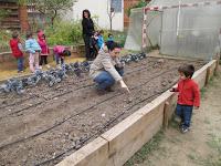 alumnos de 3 años sembrando habas siembra de habas