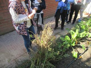 recogida de semillas de acelgas recogida de semillas de acelgas