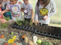 esquejes de romero en bandeja esquejes de romero en bandeja
