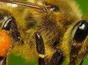 APICULTURA Divulga Sagarpa bondades Melipona beecheii, abeja sagrada maya"