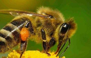 APICULTURA : Divulga Sagarpa bondades de la Melipona beecheii, “la abeja sagrada maya
