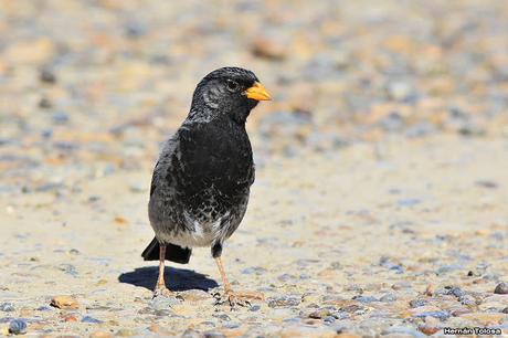 Yales de Punta Norte