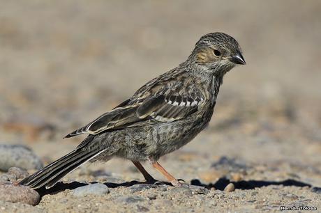 Yales de Punta Norte