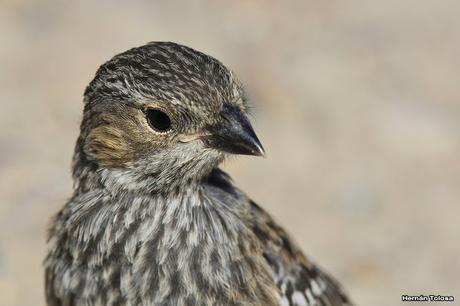 Yales de Punta Norte