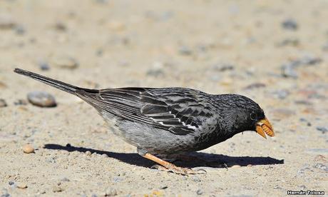 Yales de Punta Norte