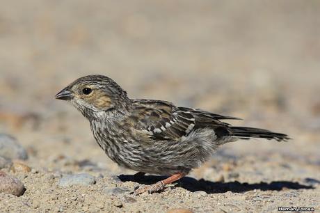 Yales de Punta Norte