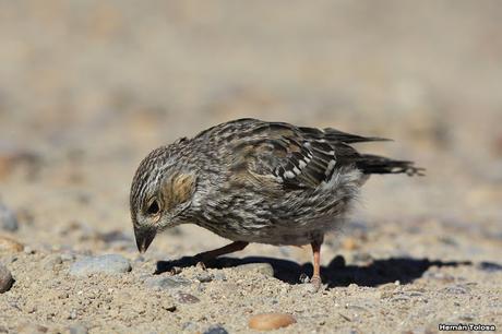 Yales de Punta Norte