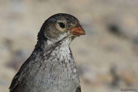 Yales de Punta Norte