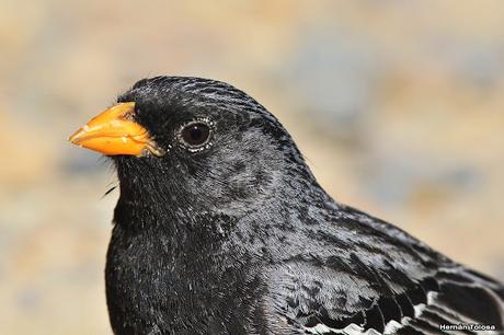 Yales de Punta Norte