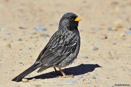 Yales de Punta Norte