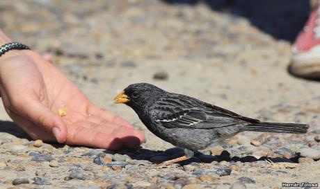 Yales de Punta Norte