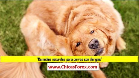 Remedios naturales para perros con alergias