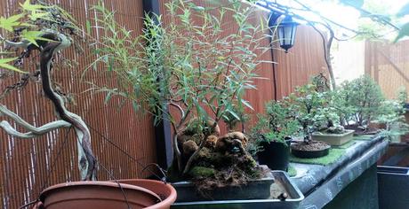 Un pequeño Sauce en un estanque pequeño 2018 : evolución radical Un pequeño Sauce en un estanque pequeño 2018 : evolución radical