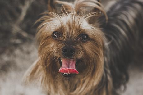 yorkshire terrier